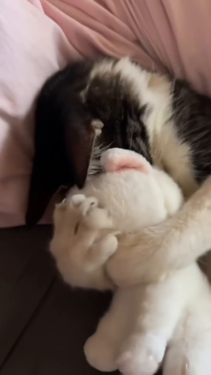 котик спит мило